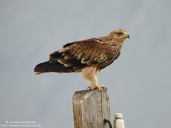 Aigle imp&eacute;rial