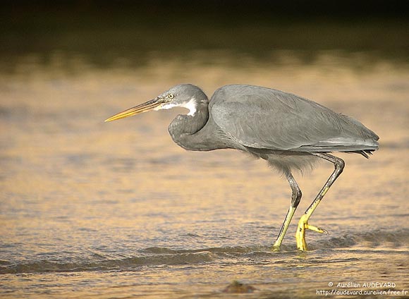 Aigrette des r&eacute;cifs