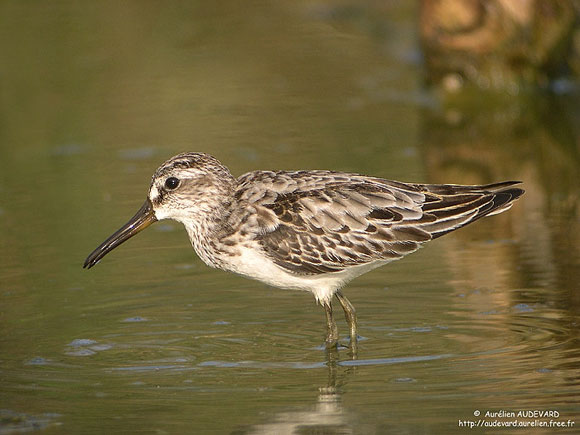 B&eacute;casseau falcinelle