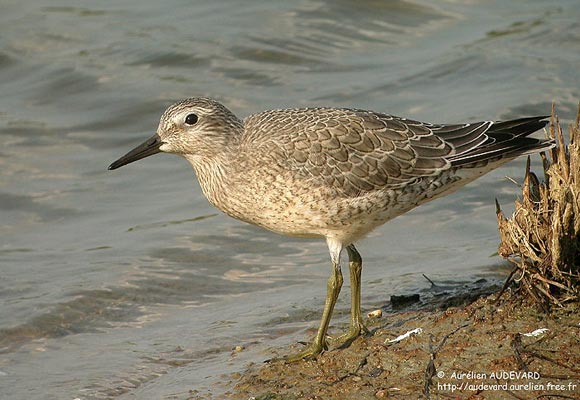 B&eacute;casseau maub&egrave;che