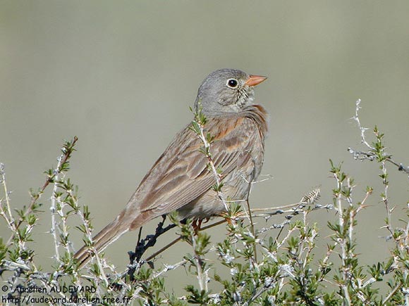 Bruant &agrave; cou gris