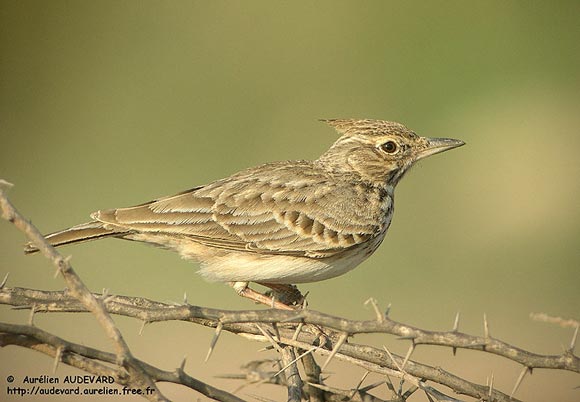 Cochevis hupp&eacute;