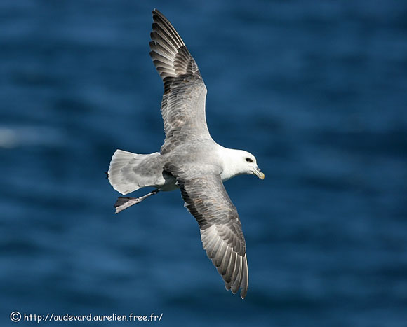 Fulmar bor&eacute;al