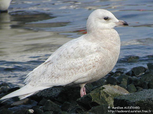 Go&eacute;land &agrave; ailes blanches