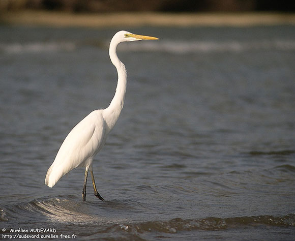 Grande aigrette