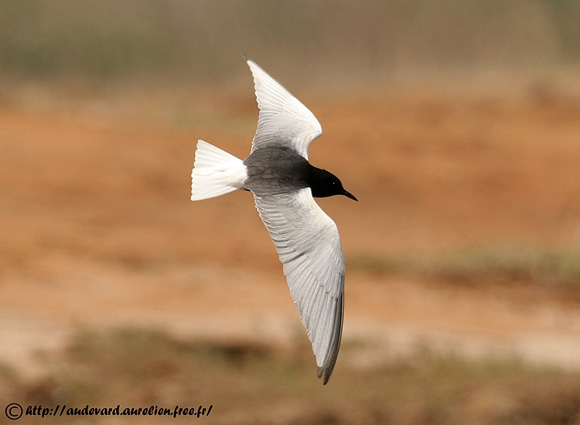 Guifette leucopt&egrave;re