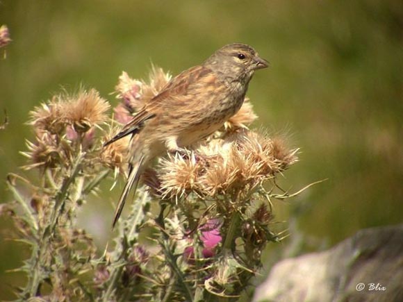Linotte m&eacute;lodieuse