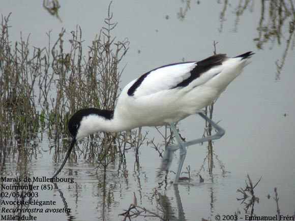 Avocette &eacute;l&eacute;gante