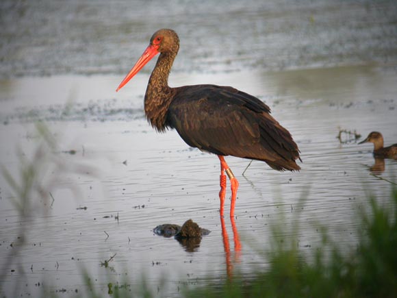 Cigogne noire