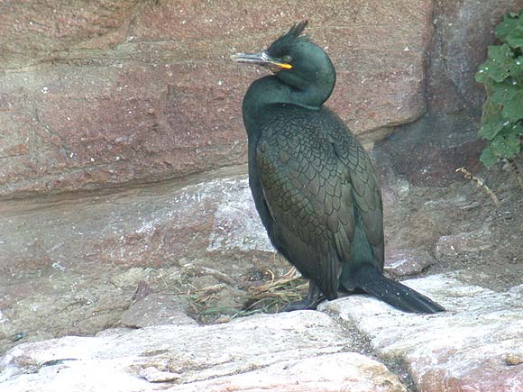 Cormoran hupp&eacute;