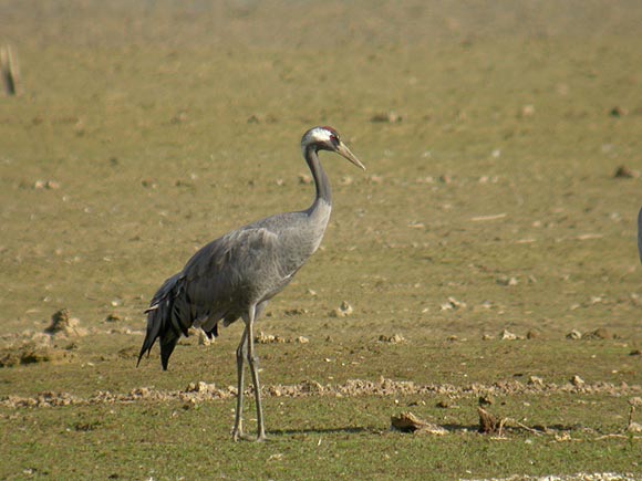 Grue cendr&eacute;e