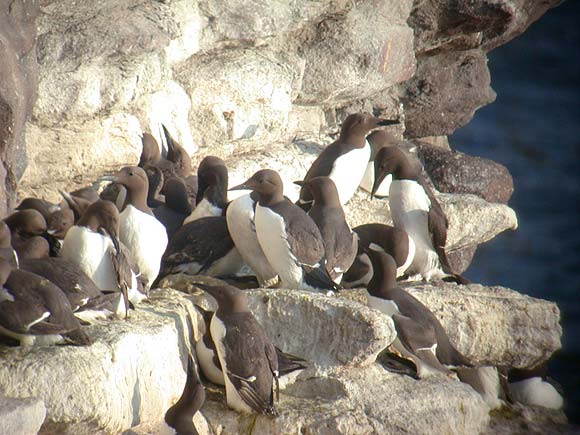 Guillemot de Tro&iuml;l