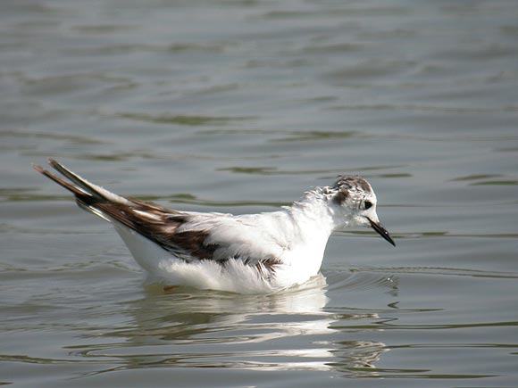 Mouette pygm&eacute;e