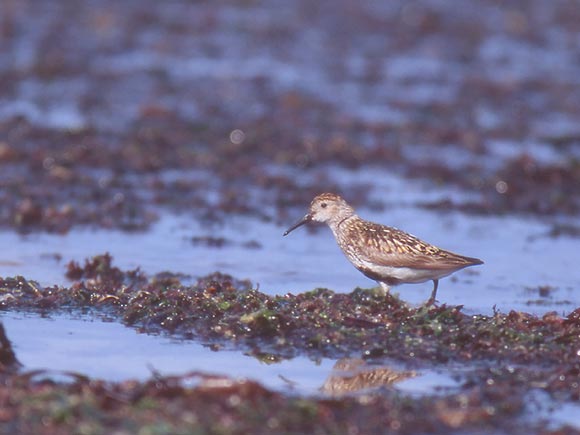 B&eacute;casseau variable