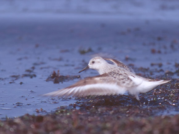 B&eacute;casseau sanderling