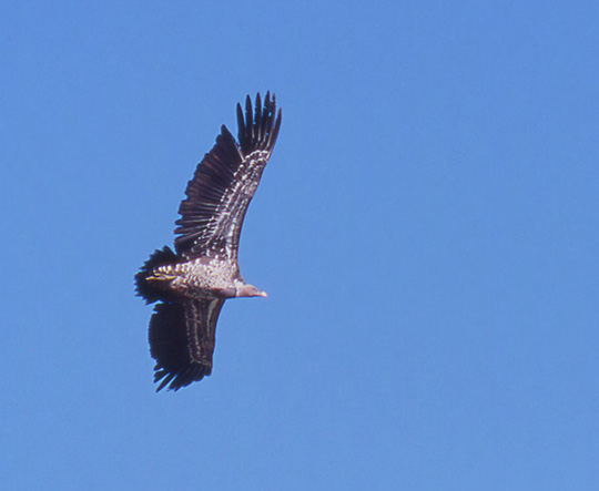 Vautour de R&uuml;ppel
