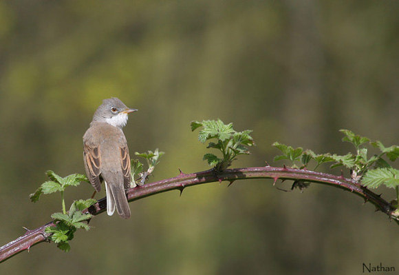 Fauvette grisette