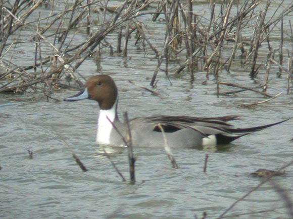 Canard pilet