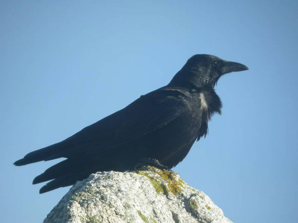 Grand corbeau