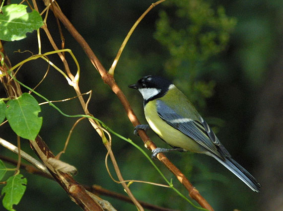 M&eacute;sange charbonni&egrave;re