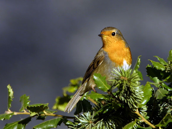 Rouge-gorge familier