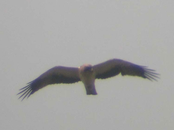 Aigle bott&eacute;