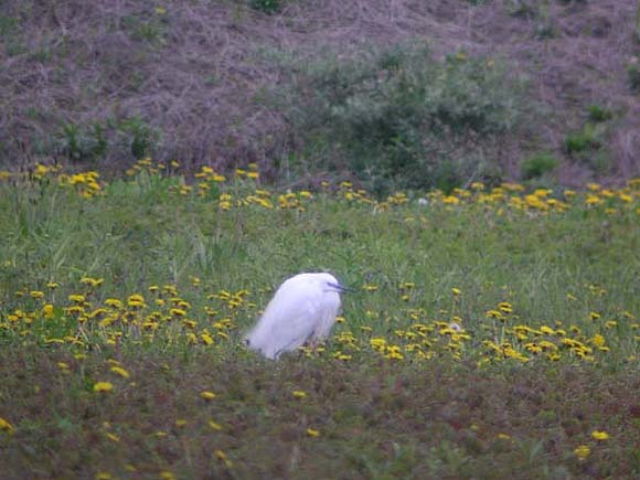 Aigrette garzette