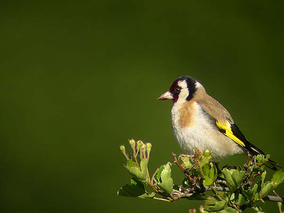 Chardonneret &eacute;l&eacute;gant