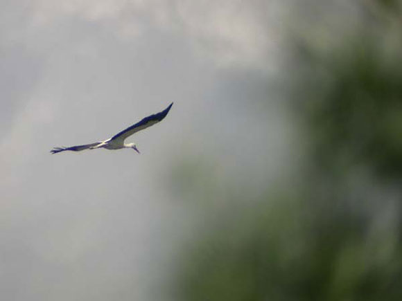 Cigogne blanche
