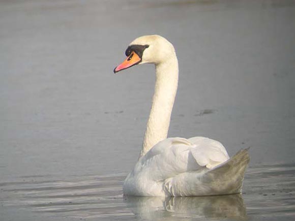 Cygne tubercul&eacute;
