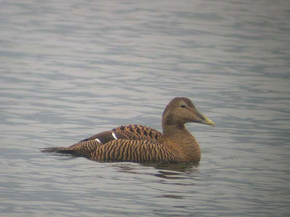 Eider &agrave; duvet