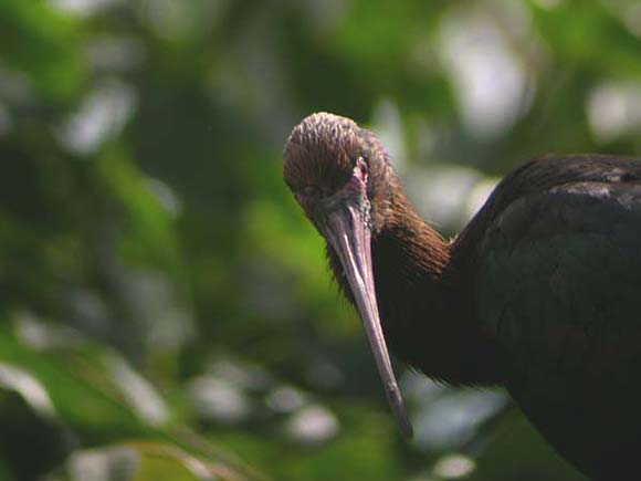 Ibis falcinelle