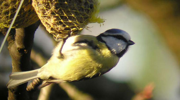 M&eacute;sange bleue