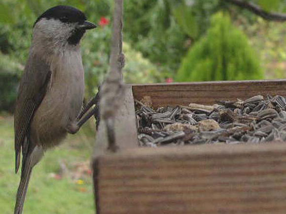 M&eacute;sange nonnette