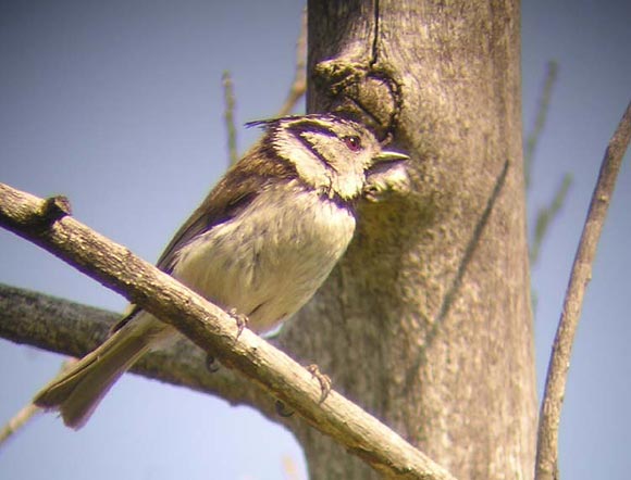 M&eacute;sange hupp&eacute;e