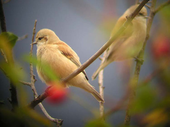 R&eacute;miz penduline