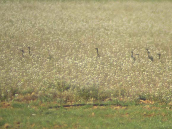 Outarde canepeti&egrave;re