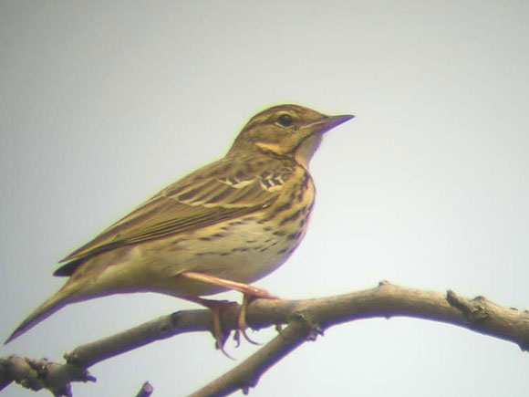 Pipit des arbres