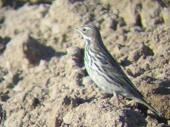 Pipit &agrave; gorge rousse