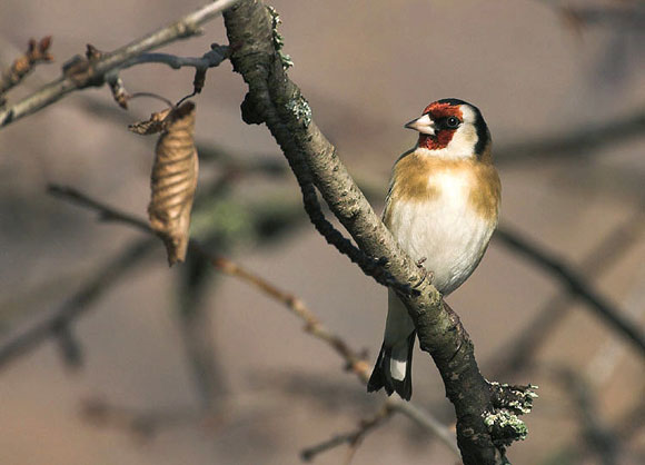 Chardonneret &eacute;l&eacute;gant