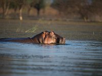 DSC1135  Hippopotame amphibie - Hippopotamus amphibius