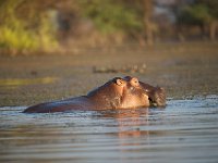 DSC1142  Hippopotame amphibie - Hippopotamus amphibius