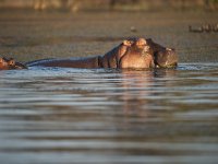 DSC1145  Hippopotame amphibie - Hippopotamus amphibius