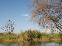 DSC3944  Lac Baringo