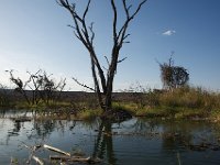 DSC3945  Lac Baringo