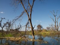 DSC3947  Lac Baringo