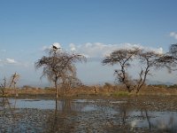 DSC3952  Lac Baringo