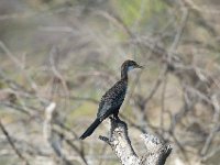 DSC0811  Cormoran africain - Phalacrocorax africanus