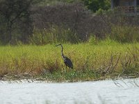 DSC0839  Héron goliath - Ardea goliath