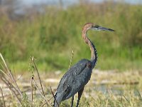 DSC0851  Héron goliath - Ardea goliath
